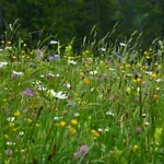Holiday home Alps Hoamat Mellau