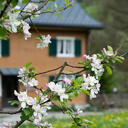 Alps Hoamat Ferienchalet メラウ