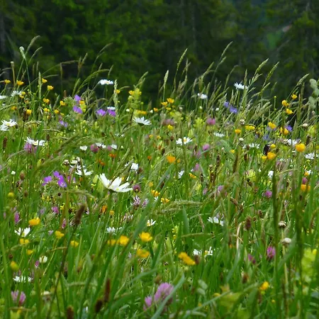 Casa de Férias Alps Hoamat Ferienchalet Mellau