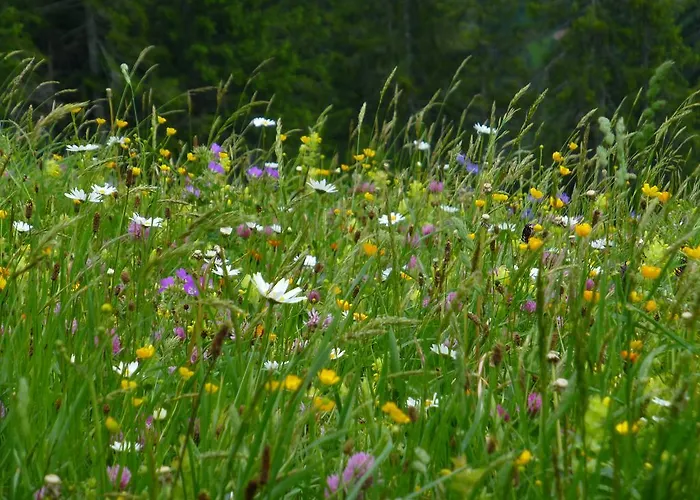 Holiday home Alps Hoamat Mellau